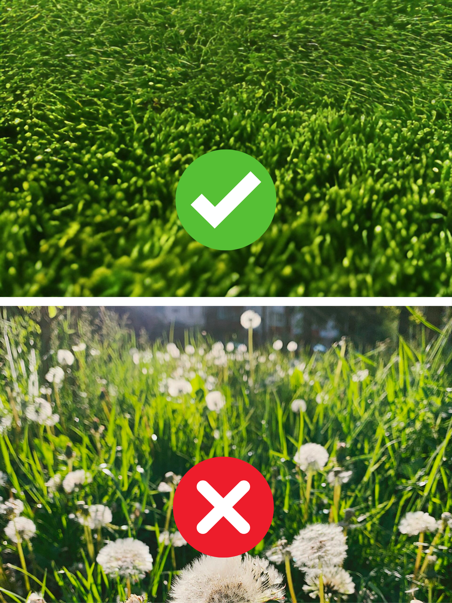 Get rid of unsightly dandelions and enjoy your lawn this summer with Turf 10.