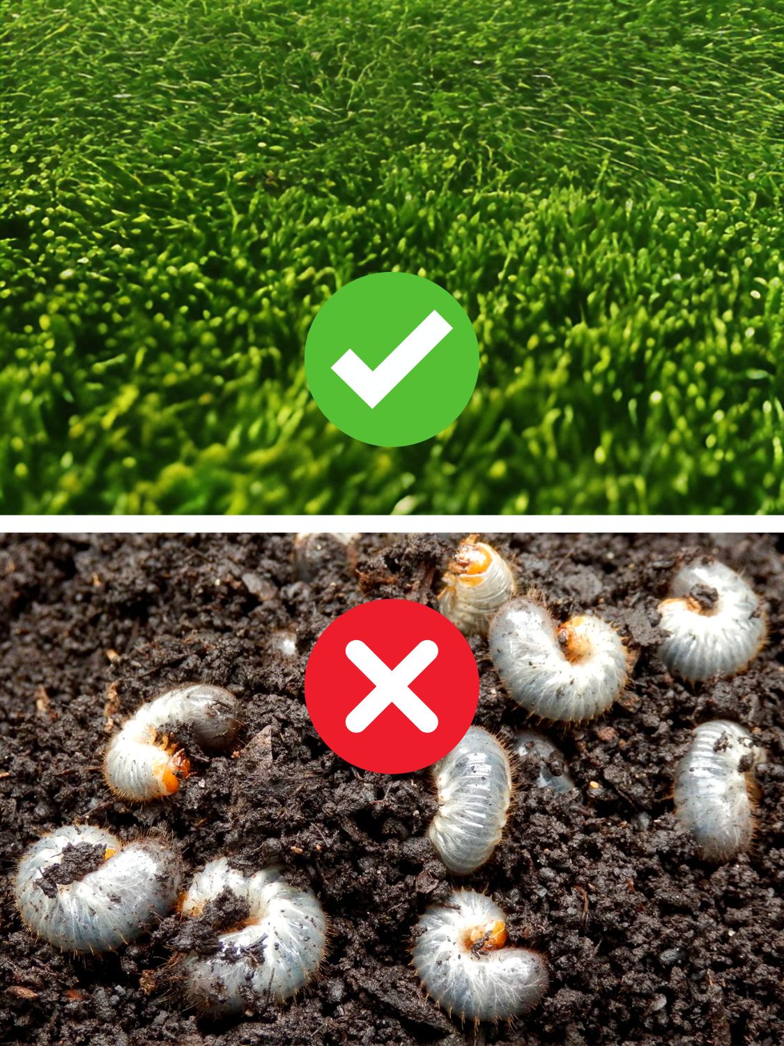 Grub Control Grub Control Service for Chicagoland Lawns - Turf 10 Professional Lawn Care